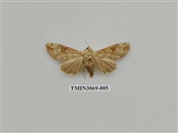 藏品(夜蛾839)的圖片